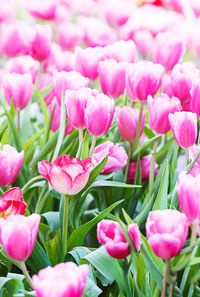 Close-up of pink tulips