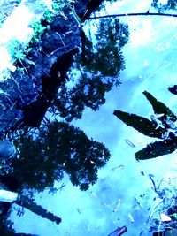 Fish swimming in sea