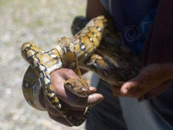 Cropped hand of woman holding snake