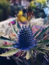Close-up of purple flowering plant