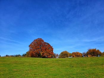 Plants on field against blue sky