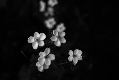 Close-up of flowers blooming outdoors