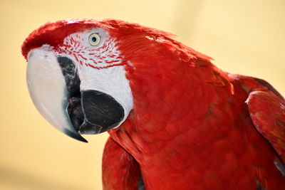 Close-up of parrot