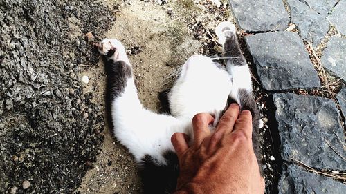 Human hand on cat