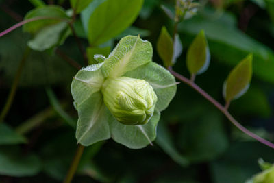 Close-up of green flowering plant