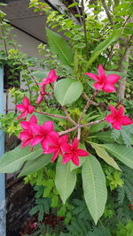 Close-up of pink flowering plant