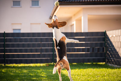 Dog in horse standing in front of building