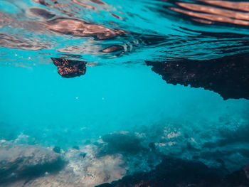 High angle view of jellyfish swimming in sea