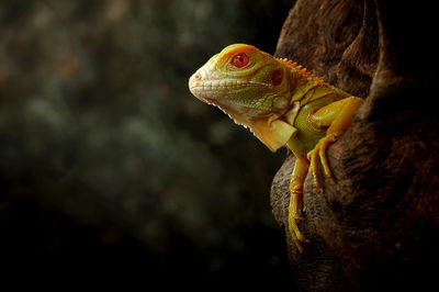 Yellow iguana