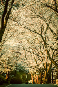 Close-up of tree against sky