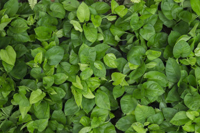 Full frame shot of green leaves