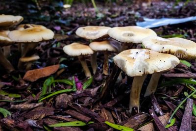 Mushrooms growing in forest