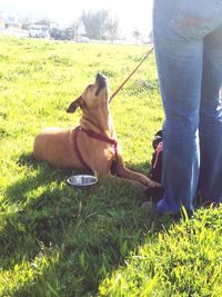 Low section of person with dog on grass