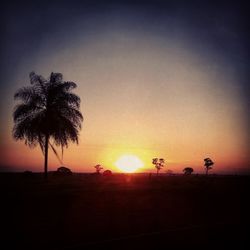 Silhouette of palm trees at sunset