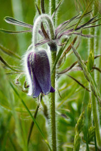Close-up of dandelion