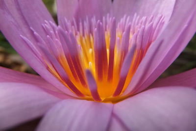 Close-up of purple water lily