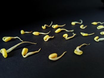 High angle view of leaves on table against black background