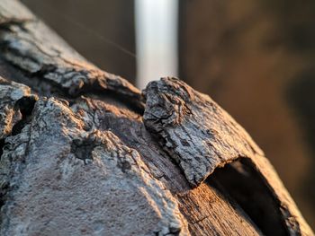 Close-up of log on tree trunk