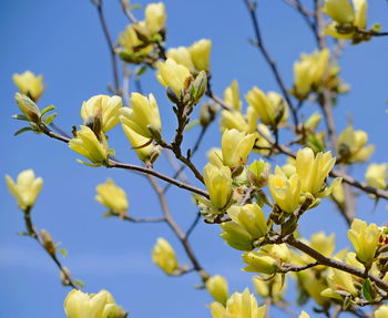 Close-up of yellow magnolia tree against clear sky