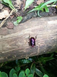 High angle view of insect on leaf