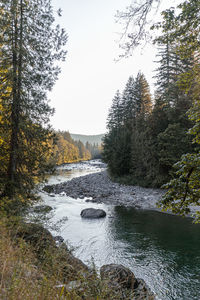 River stream amidst trees in forest against sky