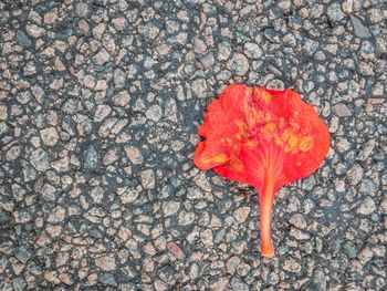 Close-up of red flower on pebbles