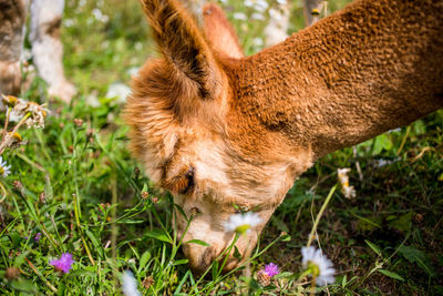 Close-up of sheep on grass