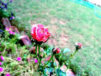 High angle view of pink roses on plant