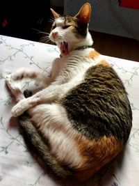 High angle view of cat resting on floor at home