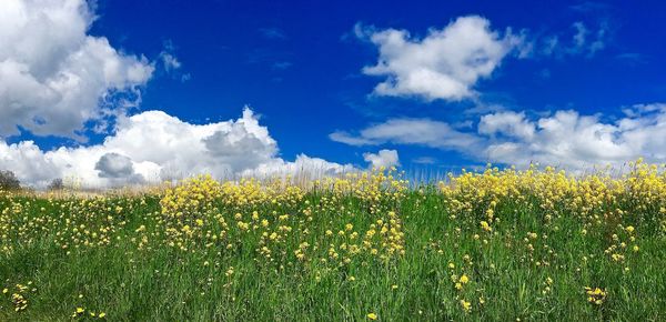 Scenic view of field against sky