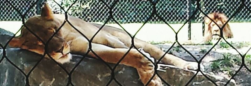 Close-up of horse in cage