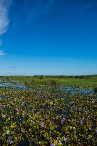 Scenic view of flowering field against blue sky