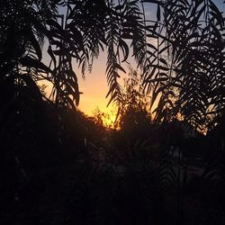 Silhouette trees at sunset