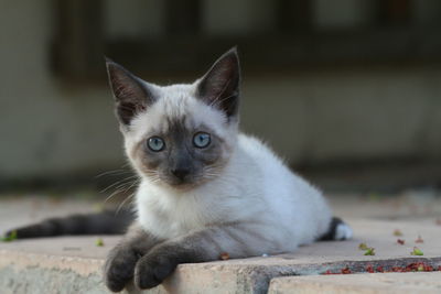 Close-up portrait of kitten sitting outdoors