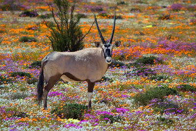 Side view of deer standing on field