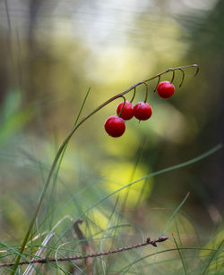 Close-up of red berries growing on plant