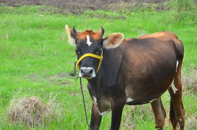 Cow standing on field