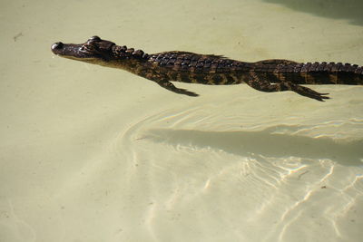 Crocodile swimming in lake