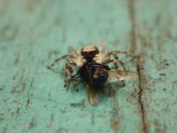 Close-up of spider on wood