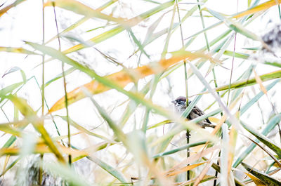 Close-up of sparrow perching on plant