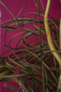 Close-up of plant