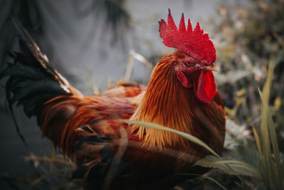 Close-up of a rooster