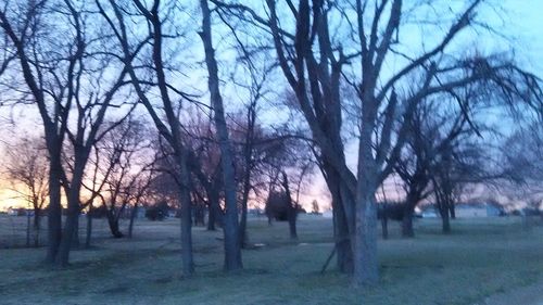 Bare trees in foggy weather