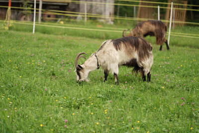 Goat grazing in a field