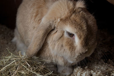 Close-up of a rabbit in the field