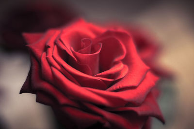Close-up of rose against blurred background