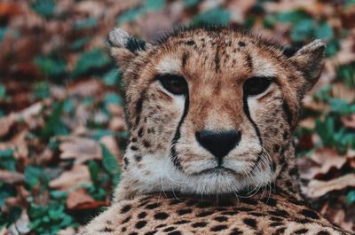 Close-up portrait of a cheetah