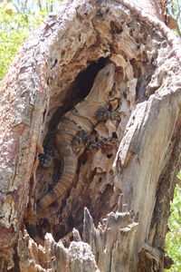 Close-up of tree trunk
