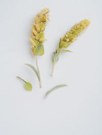 High angle view of leaves against white background