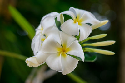 Close-up of white flowering plant